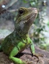 Vertical shot of a green water agama