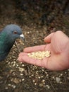 Vertical shot of a grey dove eating food from a palm of a person