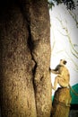 Vertical shot of the grey langur on a tree Royalty Free Stock Photo
