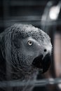 Vertical shot of a grey parrot's head and beak in a closeup capture Royalty Free Stock Photo