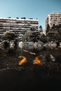 Vertical shot of group of beautiful koi fish in park pond, and high city buildings in the background Royalty Free Stock Photo