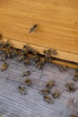 Vertical shot of a group of bees on a ground cement and on a lower portion of a wooden wall.