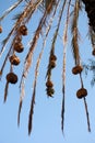 Vertical shot of a group of bird nests hanging from the palm tree branches against a blue sky Royalty Free Stock Photo