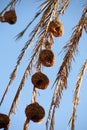 Vertical shot of a group of bird nests hanging from the palm tree branches against a blue sky Royalty Free Stock Photo
