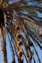 Vertical shot of a group of bird nests hanging from the palm tree branches against a blue sky Royalty Free Stock Photo