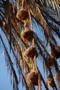 Vertical shot of a group of bird nests hanging from the palm tree branches against a blue sky Royalty Free Stock Photo