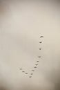 Vertical shot of a group of birds  flying in the cloudy sky in a triangle shape Royalty Free Stock Photo