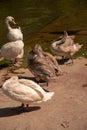 Vertical shot of a group of brown and white swans near a pond Royalty Free Stock Photo