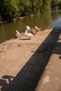 Vertical shot of a group of brown and white swans near a pond Royalty Free Stock Photo