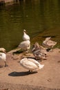 Vertical shot of a group of brown and white swans near a pond Royalty Free Stock Photo