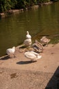 Vertical shot of a group of brown and white swans near a pond Royalty Free Stock Photo