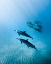 Vertical shot of a group of common bottlenose dolphin swimming in the ocean