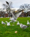 Vertical shot of a group of Common gulls on the green grass in the park