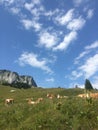 Vertical shot of a group of cows grazing in the Alps Royalty Free Stock Photo