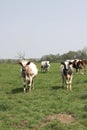 Vertical shot of a group of cows grazing on a grassy field Royalty Free Stock Photo