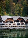 Vertical shot of a group of cows in nature during the daytime