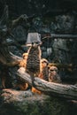 Vertical shot of a group of fluffy brown meerkats on a piece of wood