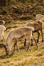 Vertical shot of a group of fluffy forest reindeer grazing on a rural grassy valley