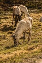 Vertical shot of a group of fluffy forest reindeer grazing on a rural grassy valley