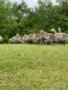 Vertical shot of a group of fluffy goslings and ducklings on a field