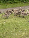 Vertical shot of a group of fluffy goslings and ducklings on a field
