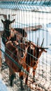 Vertical shot of a group of goats in a field covered in snow