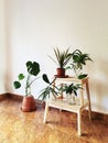 Vertical shot of a group of house plants on a wooden plant stand and on the brown tile floor Royalty Free Stock Photo