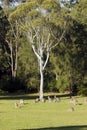 Vertical shot of a group of kangaroos standing in the sunny valley near the tree Royalty Free Stock Photo