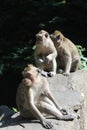 Vertical shot of a group of monkeys at the zoo Royalty Free Stock Photo
