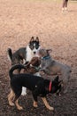 Vertical shot of a group of puppies playing at a dog park