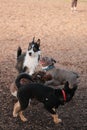 Vertical shot of a group of puppies playing at a dog park