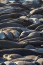 Vertical shot of a group of sea lions Royalty Free Stock Photo