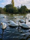 Vertical shot of a group of swans swimming in a lake Royalty Free Stock Photo