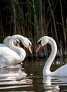 Vertical shot of a group of swans swimming in a pond Royalty Free Stock Photo