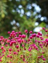 vertical shot of a group of tiny, pink flowers in the garden