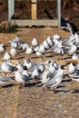 Vertical shot of a grouping of Glaucous gulls (Larus hyperboreus) standing on the edge of a cliff Royalty Free Stock Photo