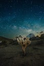 Vertical shot of growing Joshua tree on background of the blissful Milky Way in the sky Royalty Free Stock Photo