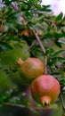 Vertical shot of growing pomegranates on the tree branches Royalty Free Stock Photo