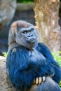 Vertical shot of a grumpy gorilla with crossed arms and an angry expression in a sunny forest