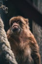 Vertical shot of a grumpy monkey in captivity