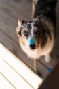 Vertical shot of a guilty looking dog with a smear of blue paint on his nose