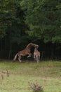 Vertical shot of Haflinger horses in the field. Royalty Free Stock Photo