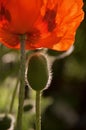 Vertical shot of a hairy bud and crimson flower of an oriental poppy. Royalty Free Stock Photo