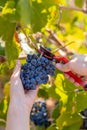 Vertical shot of a hand cutting a bunch of red grapes detail shot Royalty Free Stock Photo