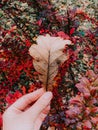 Vertical shot of a hand holding a dry autumn leaf in front of red leaves Royalty Free Stock Photo