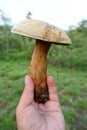 Vertical shot of a hand holding a Suillellus luridus