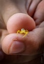 Vertical shot of a hand holding a tiny yellow Telamonia jumping spider Royalty Free Stock Photo