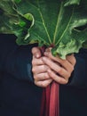 Vertical shot of hands holding a pile of fresh organic healthy spring rhubarb Royalty Free Stock Photo