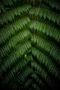 Vertical shot of hanging maidenhair fern leaves. Latin name: adiantum macrophyllum Royalty Free Stock Photo