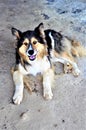 Vertical shot of a happy Icelandic Sheepdog lying down on the ground